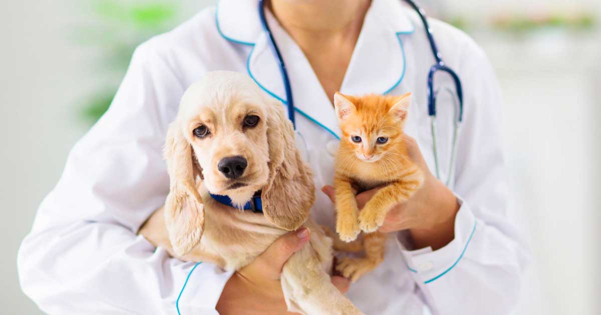 Seasonal Care: Keeping Your Pet Healthy All Year Round 